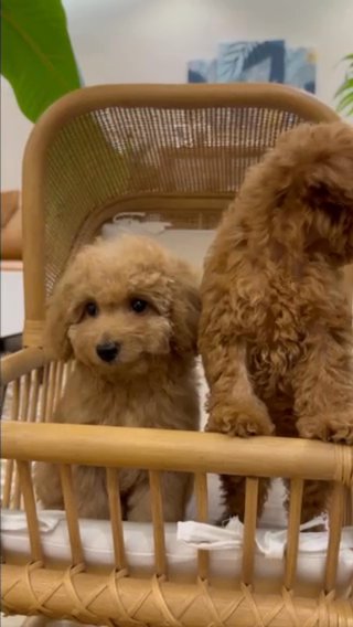Toy Poodle Females in Dubai