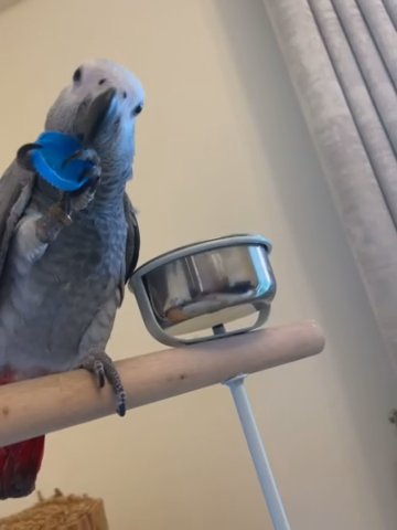 African Grey 8 Month in Dubai