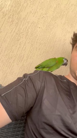 Mini Macaw 8 Months Old in Dubai