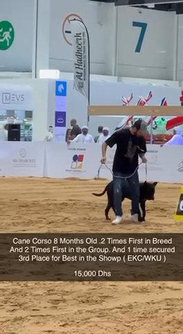 CH: Cane Coro in Dubai