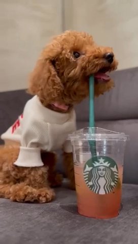 Toy poodle 3 Months in Dubai