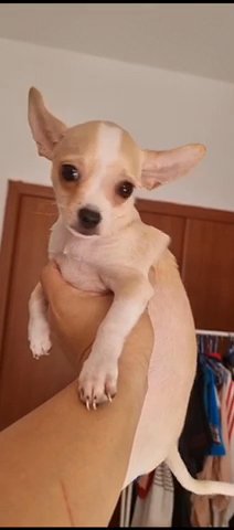 2.5 Month Male Pure Deer Head Chihuahua in Dubai