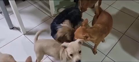 3 Years Old Yorky Terrier in Dubai