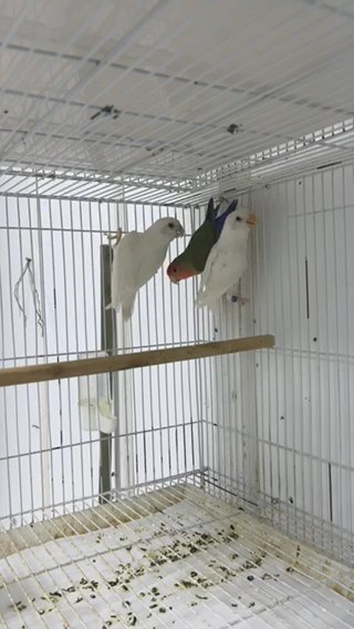 Lovebirds in Sharjah