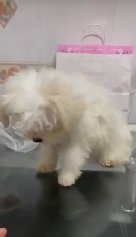 Pure Maltese in Abu Dhabi