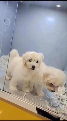 Maltese   المالطية in Dubai