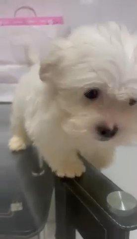Pure Maltese in Abu Dhabi