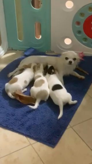 Chihuahua Puppy’s in Fujairah