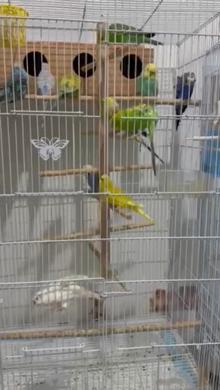 20 Breeding Budgies For Sale Including Cage And Breeding Boxes. in Dubai