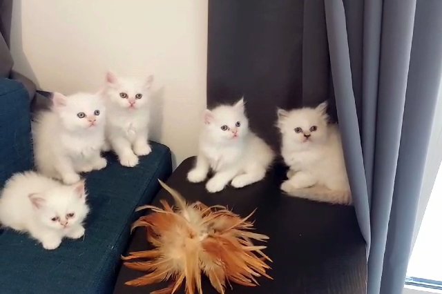 Himalayan Kittens in Dubai