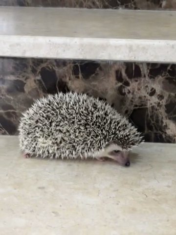 2 pygmy hedgehogs With Cage And Food in Abu Dhabi