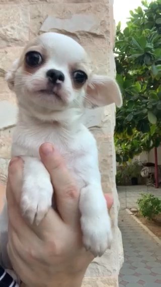 Chihuahua ❤️ in Fujairah