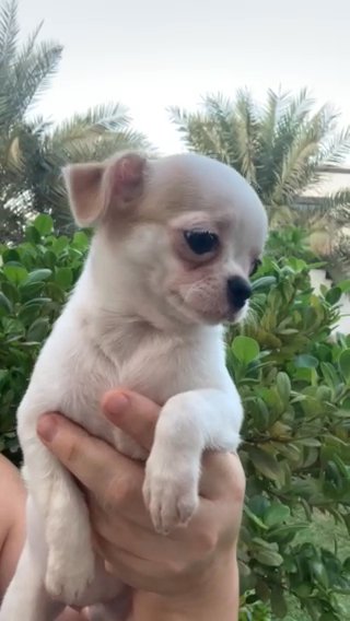 Chihuahua ❤️ in Fujairah