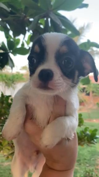 Chihuahua 💙 in Fujairah