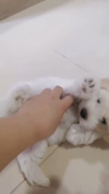 maltese in Dubai