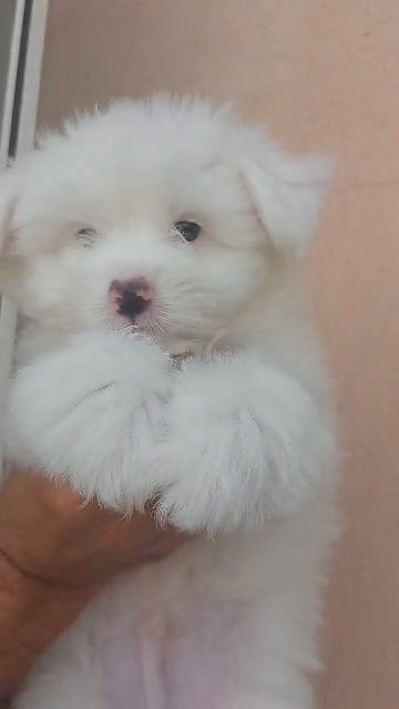 Maltese male mini size high quality in Dubai