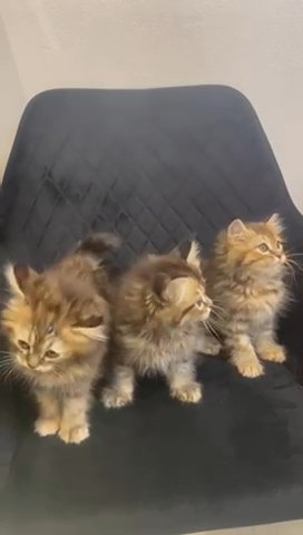 Siberian Kittens (HYPOALLERGENIC) in Sharjah