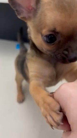 Chihuahua Teacup in Dubai