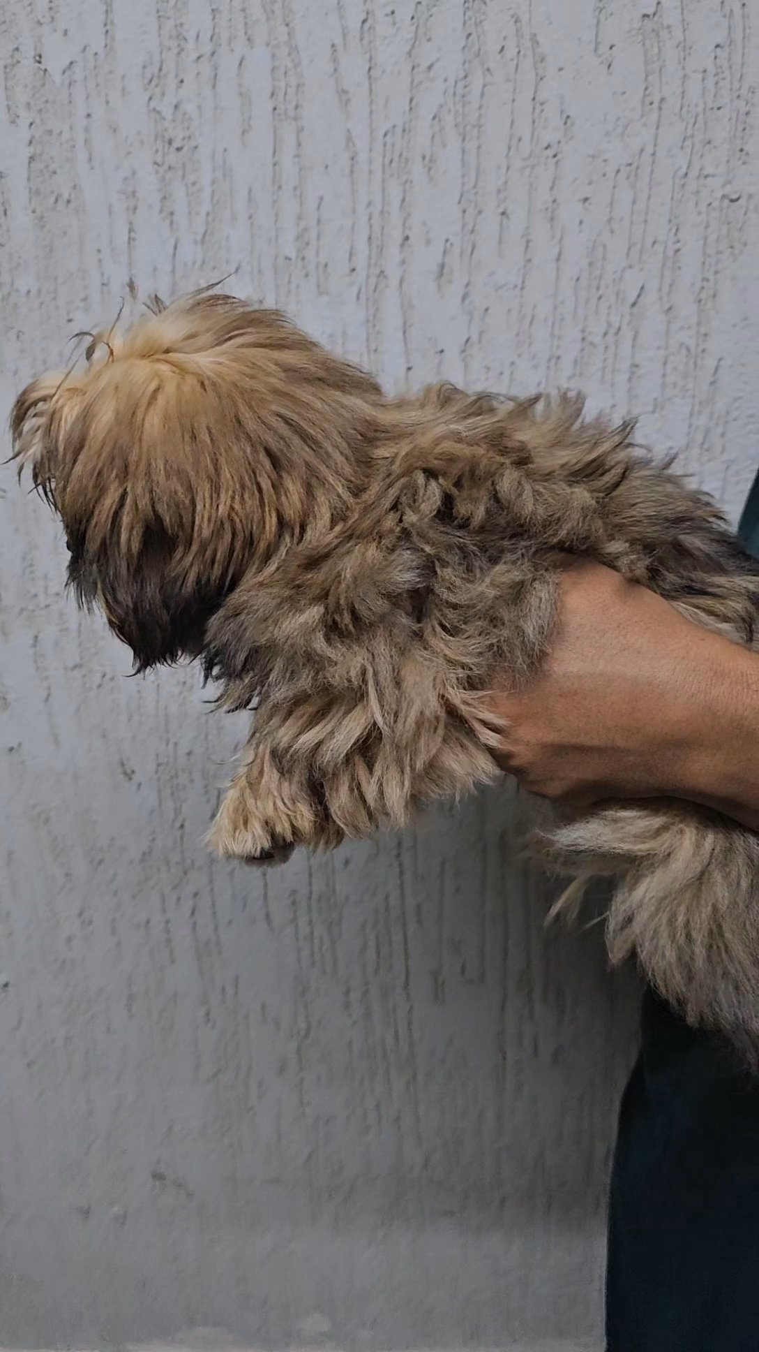 Shih tzu in Ajman