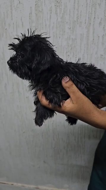 Shih tzu in Ajman