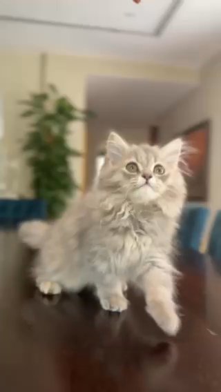 Extremely Rare Gray Siberian kitten in Dubai