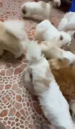The Cheapest Shih Tzu  Puppy In UAE With 1999 AED Only in Dubai