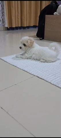 Maltese in Ajman
