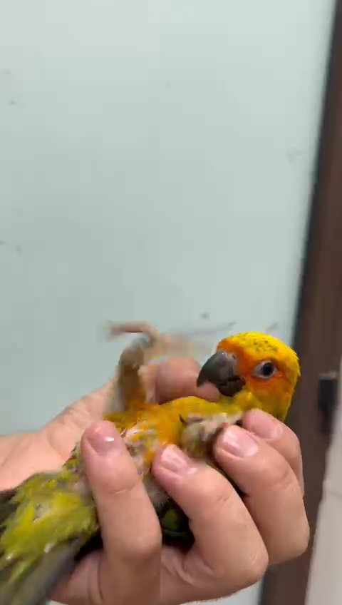 فرخ صن كنيور عرض خارق in Ajman