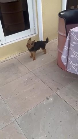 Sweetie Dog in Dubai