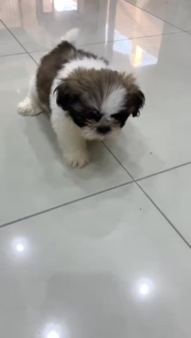 Shih Tzu Puppy in Dubai