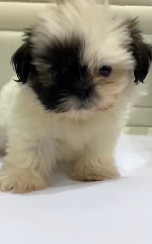 Shih Tzu in Dubai
