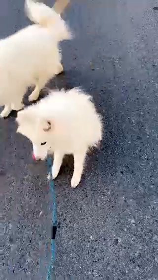 samoyed in Sharjah