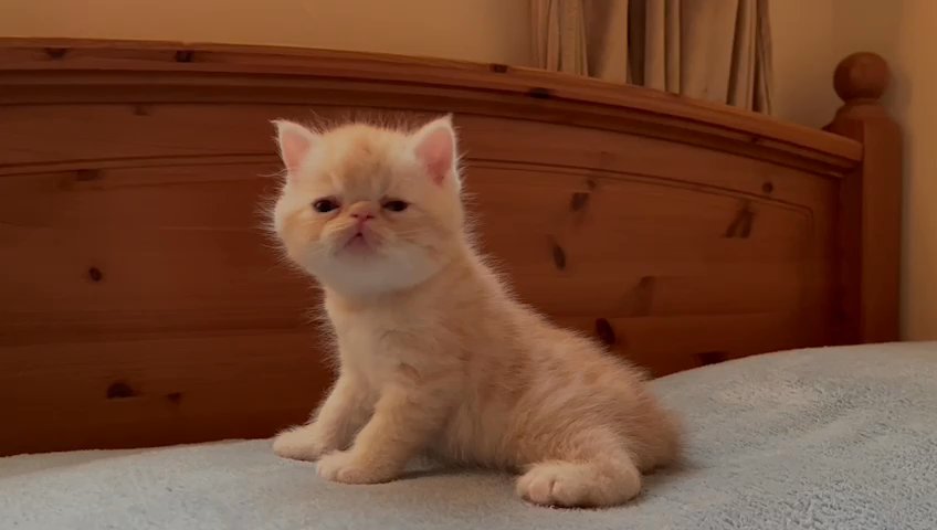 exotic shorthair in Dubai