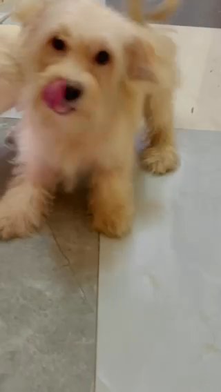 Male Maltese in Al Ain