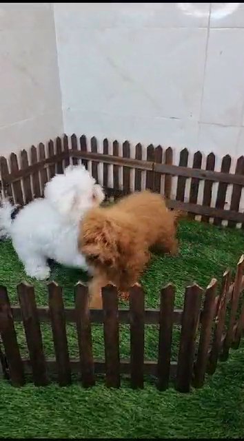 bichon frise and toy poodle in Dubai
