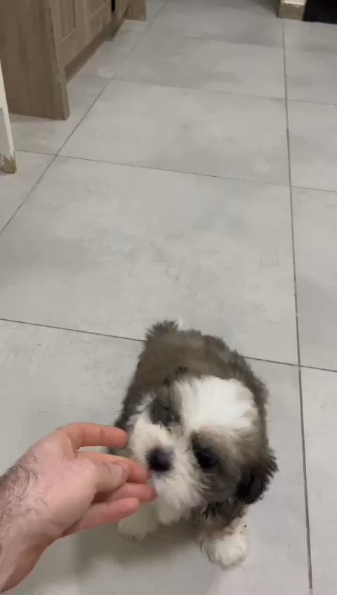 Shihzu in Dubai