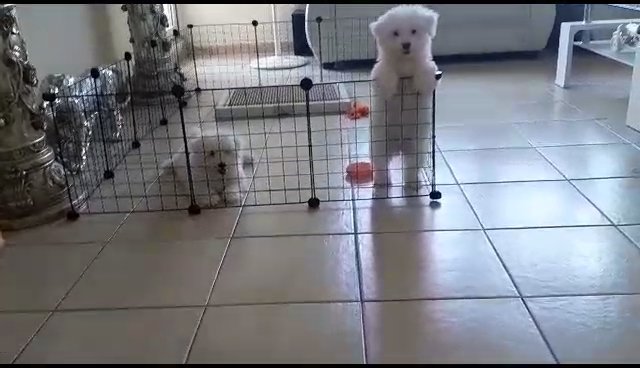 Maltese female high quality in Dubai