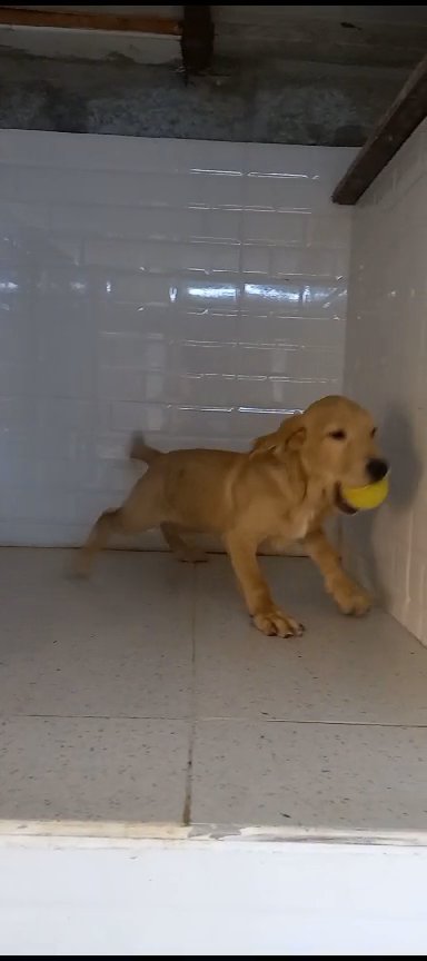 Labrador male puppy in Fujairah
