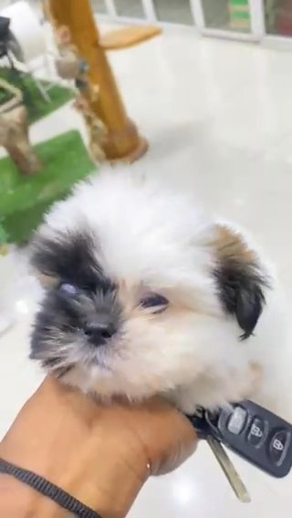 Teacup Female Shih Tzu in Dubai