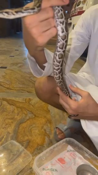 Snake Burmese python in Ajman
