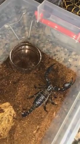 Emperor scorpion in Ajman
