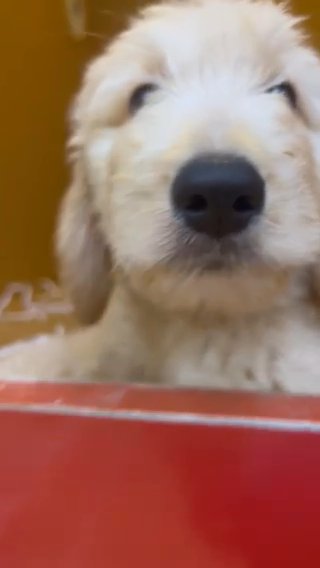 GOLDENDOODLE Male in Dubai