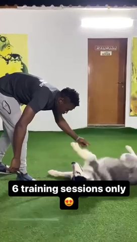 Dogs Training In Ajman خدمة تدريب الكلاب in Ajman