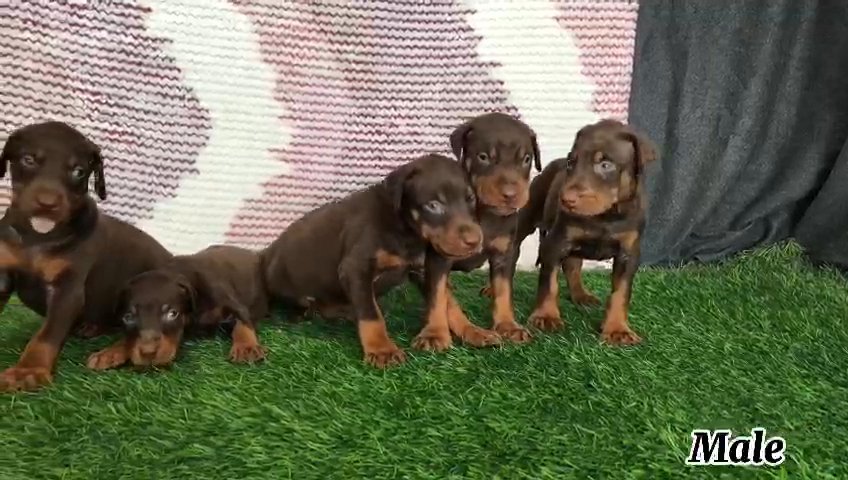 pure breed Dobermann puppies 2 months old in Abu Dhabi