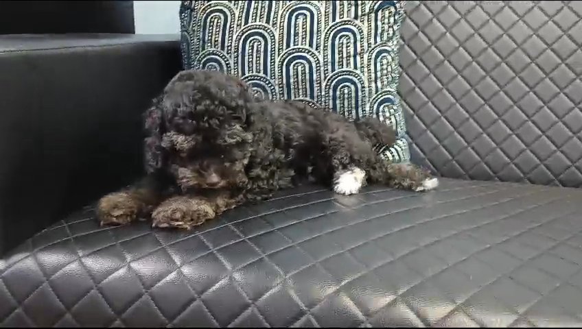 Toy poodle in Fujairah