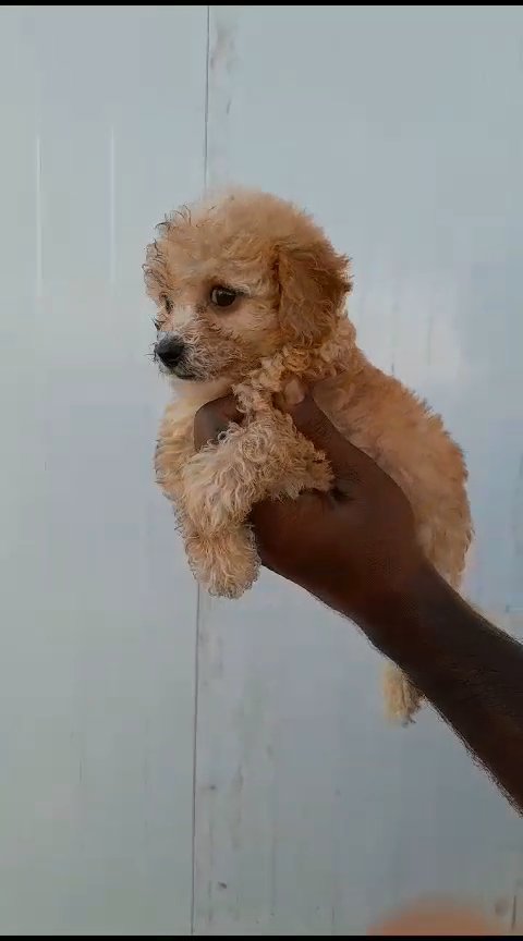 toy poodle female انثى توي بوديل in Sharjah