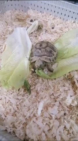 سلحفاه بريه Wild turtle in Ajman