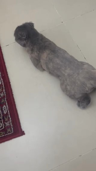 Scottish Fold Female Looking For Mate in Dubai