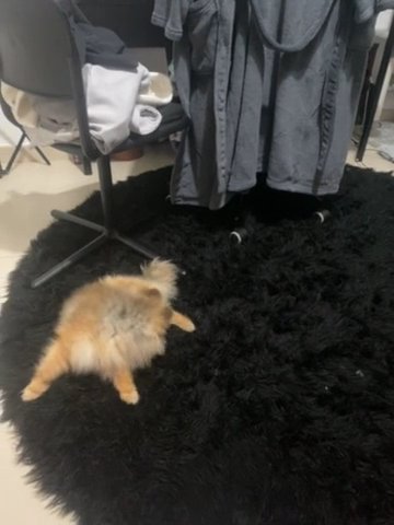 pomeranian, pure breed, for free in Dubai
