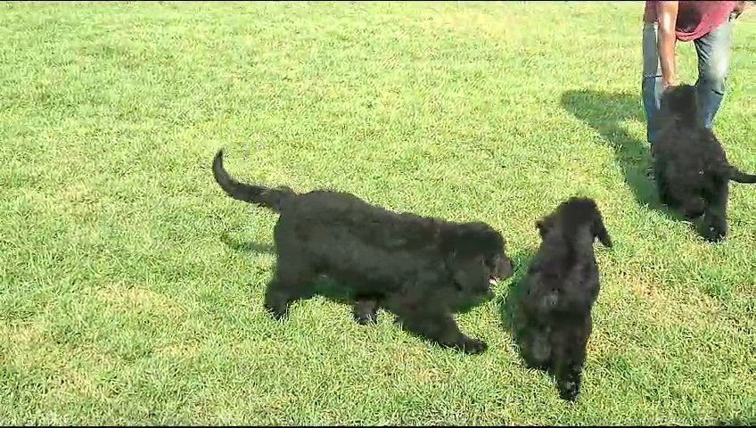 golden doodles black color in Dubai